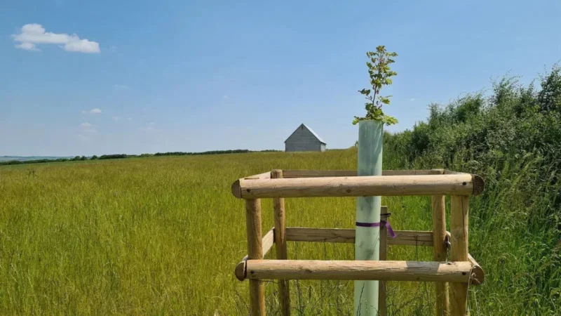 A young tree, part of the thoughtful arrangements at Dorset Downs natural burial ground, is protected by a wooden frame in a grassy field under a clear blue sky, with a small building in the distance and bushes on the right.