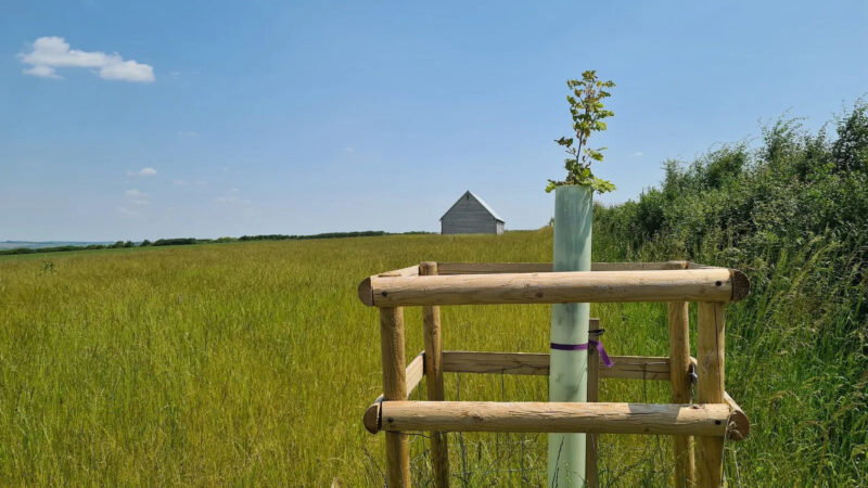 A young tree, protected by a wooden frame, stands in a grassy field under a blue sky—a tranquil scene near Dorset Downs memorials and natural burial grounds, with a light-coloured barn and a row of green bushes in the background.