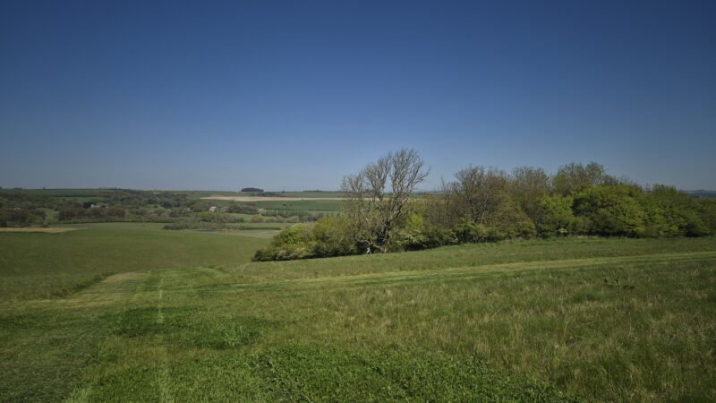 A wide grassy field stretches into the distance under a clear blue sky, bordered by clusters of green trees and gentle rolling hills—a serene setting reflecting the tranquillity found at Dorset natural burial forms and prices.