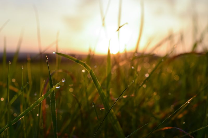 Natural Burial Myths vs. Facts