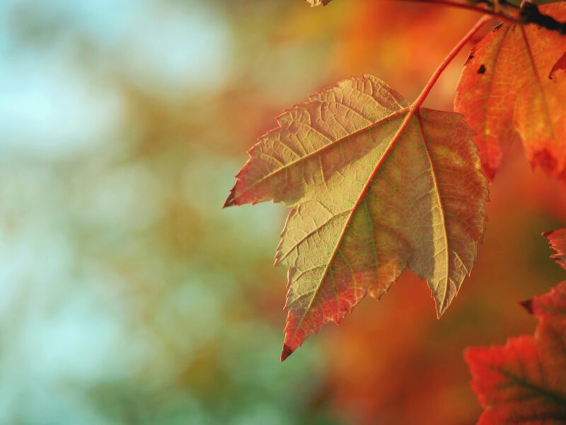A close-up of a single autumn leaf with visible veins, tinged with shades of green, orange, and red, hanging from a branch against a blurred background showcasing rich Autumn Colours.