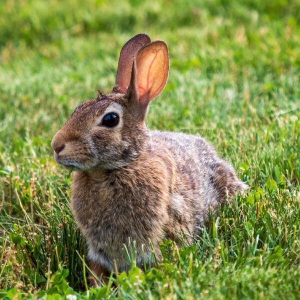 A brown rabbit with large ears sits alert in a grassy field, surrounded by green grass and clover.