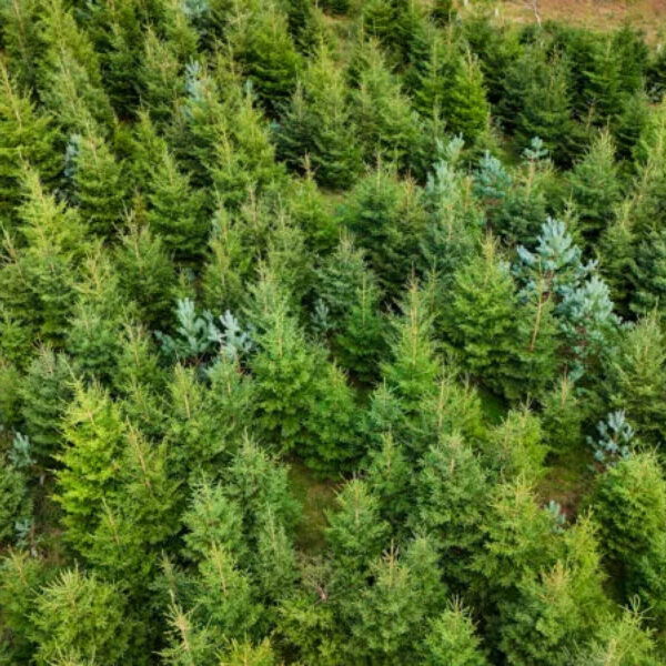Aerial view of dense, green pine trees in a forest, with rows of trees creating a textured, natural pattern.