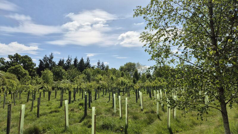 A field of young trees in protective tubes stretches across grassy terrain beneath a partly cloudy sky, framed by mature trees and dense forest—the serene setting for the Gravedigger of the Year ceremony.