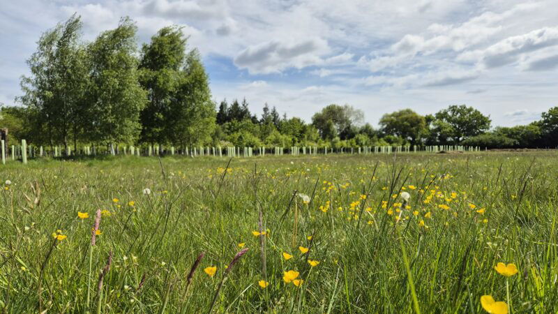 A grassy meadow with yellow wildflowers in bloom, bordered by rows of young trees with protective tubes—an idyllic scene worthy of a Gravedigger of the Year award. Mature trees and a partly cloudy sky appear in the background.