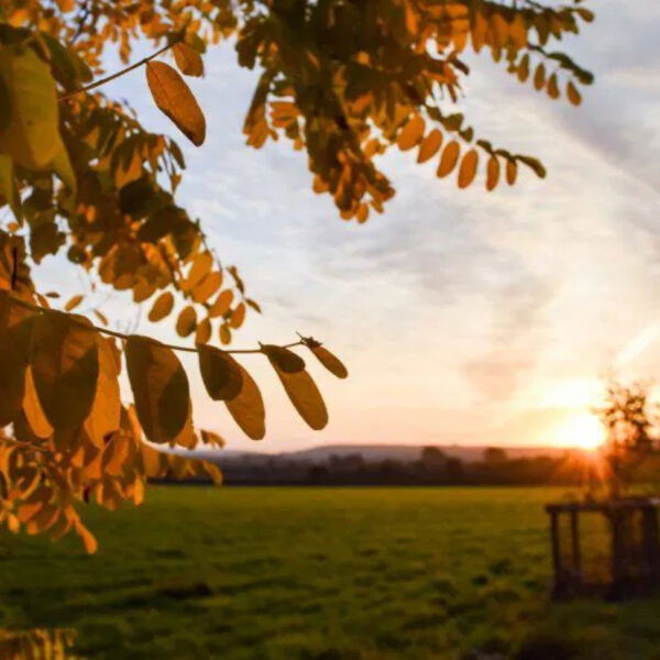 Golden sunlight filters through tree leaves in the foreground, casting a warm glow over a green field and distant hills as the sun sets on the horizon.