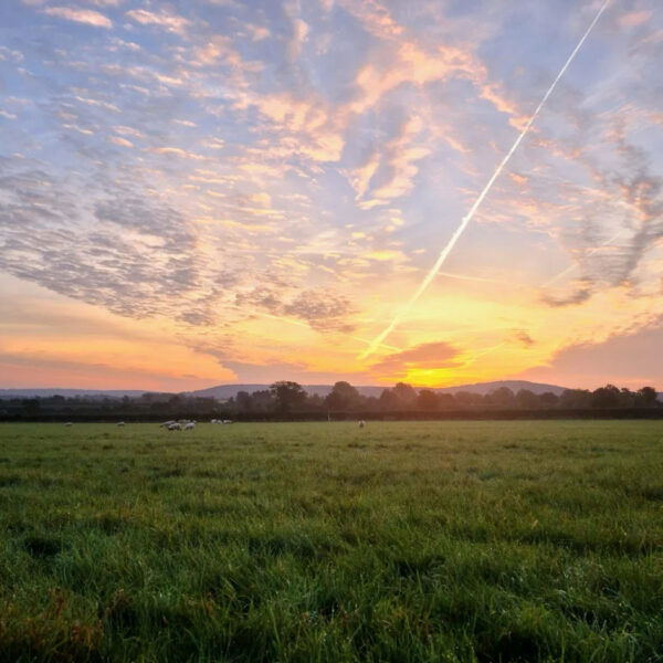 A grassy field under a colorful sunrise sky, with streaks of clouds and a visible contrail. Trees line the horizon, and a few grazing animals can be seen in the distance.