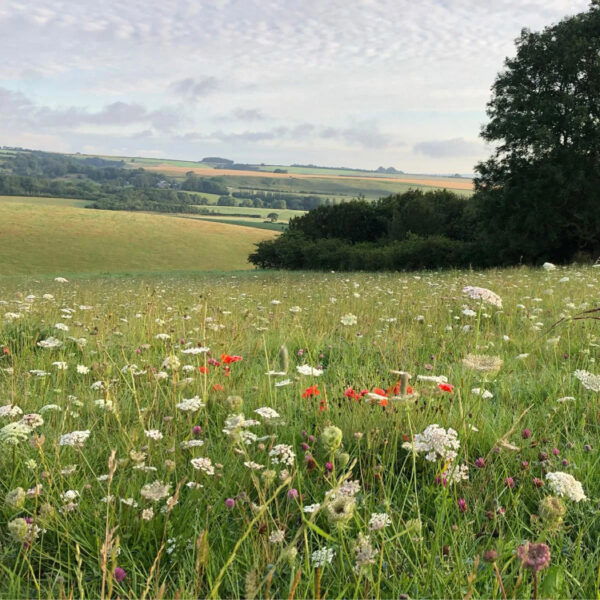 A wildflower meadow with white and red flowers in the foreground, rolling green hills and trees in the background, beneath a mostly cloudy sky.