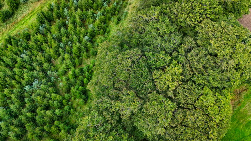 Aerial view of a forest with densely packed mature trees on the right and younger, evenly spaced saplings on the left, separated by a grassy path.