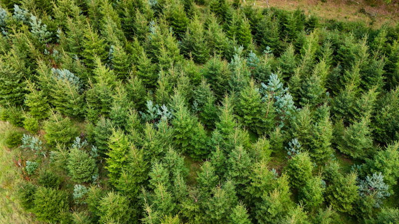 Aerial view of rows of dense green pine trees growing in a forest or tree farm, with some lighter and darker shades of green among the foliage.