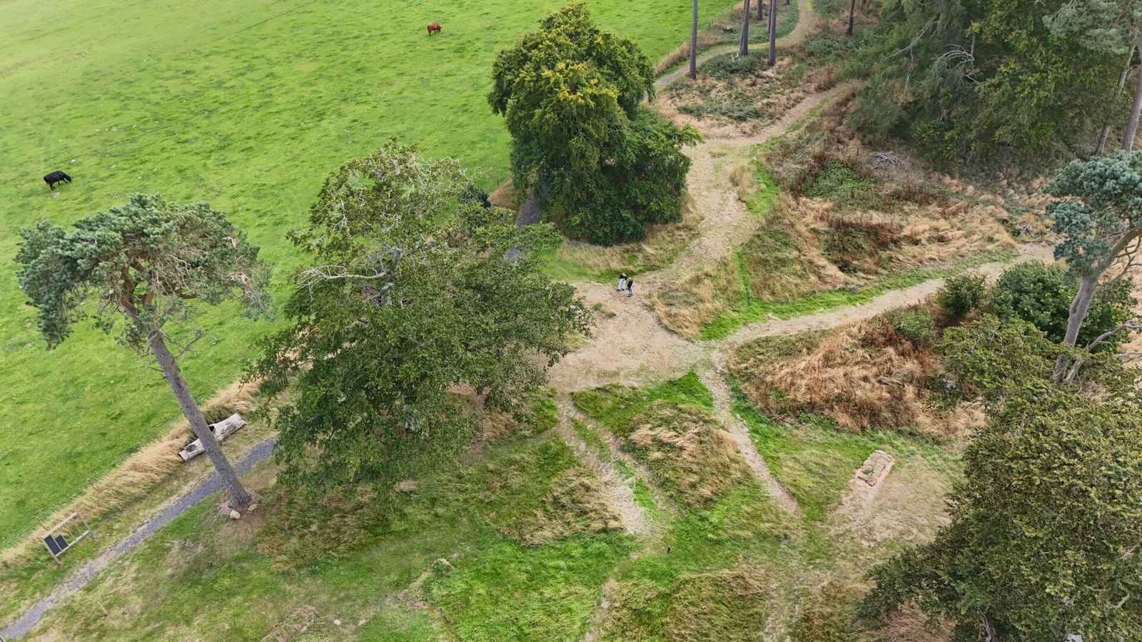 Aerial view of intersecting dirt paths winding through a grassy area at Natural burial grounds Leedam, with several large trees, a few benches, and two cows grazing in the open field.