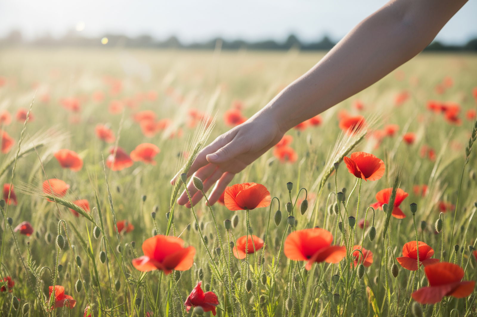 A person’s hand gently touches tall grass and vibrant red poppies in a sunlit field, evoking the peaceful serenity often described in the Journal of Leedam Natural Burials.