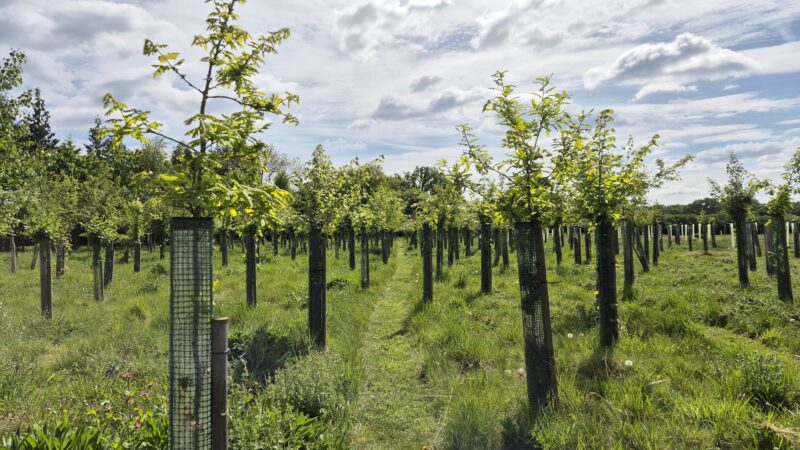 A field of young trees protected by green plastic guards stands under a partly cloudy sky, with grassy ground and a pathway running between the rows—nature’s calm, far from any Gravedigger of the Year contest.