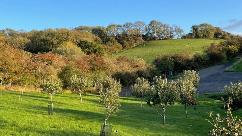 A grassy hillside with scattered young trees in the foreground, a paved path, and sheep grazing on the lush green hill. Trees with autumn leaves border the hill under a clear blue sky.