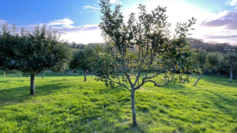 Orchard with rows of small, green-leaved trees on vibrant grass under a bright blue sky with scattered clouds and sunlight shining from the horizon.