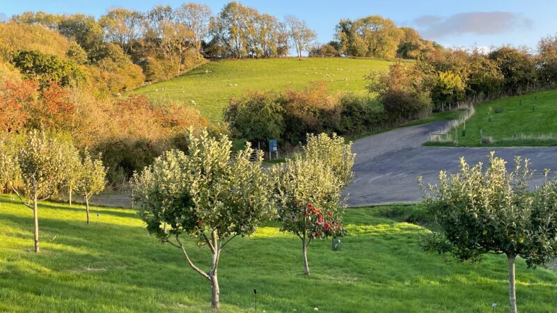 A grassy hillside with scattered young fruit trees in the foreground, a winding road, and sheep grazing on a sunlit hill. Trees with autumn foliage border the scene under a partly cloudy sky.