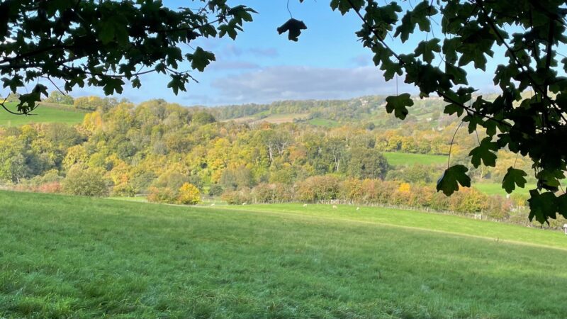 View of a grassy field bordered by trees with green, yellow, and orange autumn foliage, under a blue sky. Tree branches with leaves frame the top of the image. Rolling hills are visible in the background.