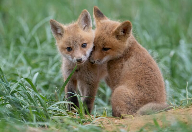 Two fox cubs stand close together in green grass at Natural burial grounds Leedam, one gently nuzzling the other while the second nibbles a blade of grass. Both have reddish fur and large ears, looking curious and playful.
