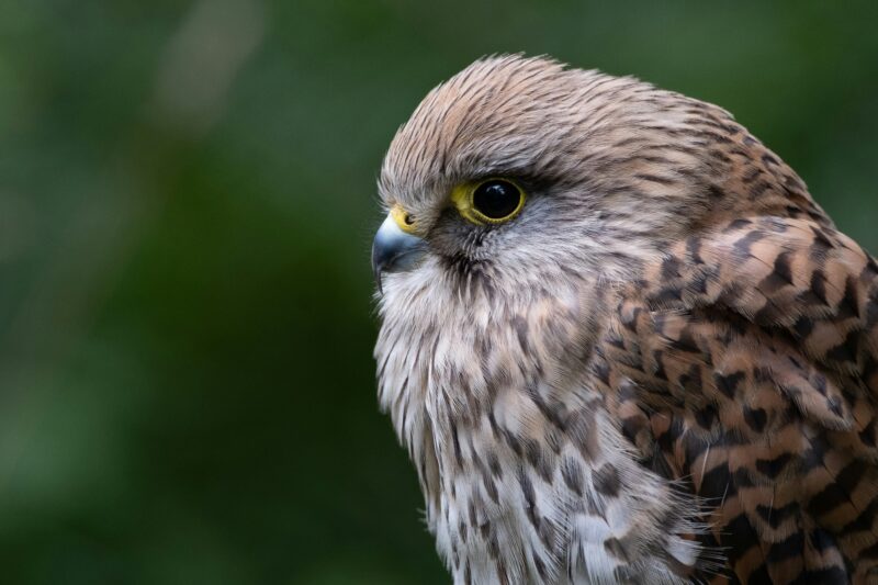 Close-up of a bird of prey, possibly a kestrel, with striking brown and beige patterned feathers and a bright yellow eye ring, set against a blurred green background reminiscent of Natural burial grounds Leedam.