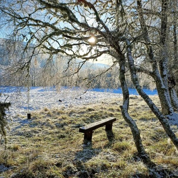 A wooden bench sits on frosty grass beneath snow-dusted trees, with sunlight shining through the branches on a clear winter day.