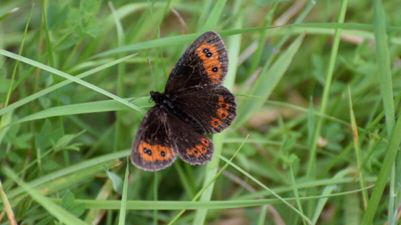 A butterfly on grass with green background.