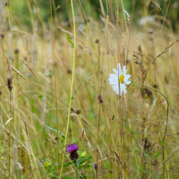 A white daisy and a purple wildflower stand among tall, dry grasses in a meadow at Natural Burial Grounds Leedam, with a blurred green background.