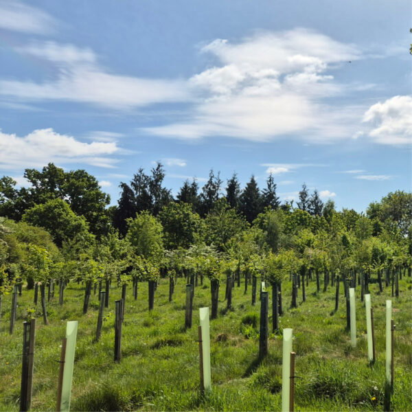 A green field with rows of young trees protected by plastic guards, surrounded by taller trees and under a partly cloudy blue sky, creates a peaceful setting typical of Natural Burial Grounds Leedam.