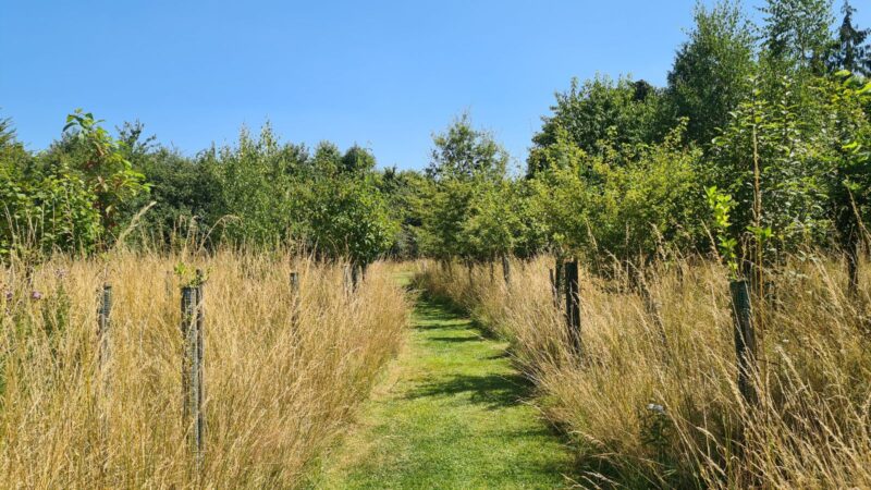 A narrow grass path runs between tall, golden dry grass and young trees under a clear blue sky, leading into a green wooded area in the distance—a tranquil setting that evokes reflection and remembrance, making it an ideal place for Ashes Cremation ceremonies.