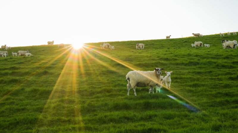 Sheep graze on a green hillside as the sun sets, much like why natural burial grounds have long grass—bright rays cast across the field, with two sheep in the foreground and more scattered in the background.