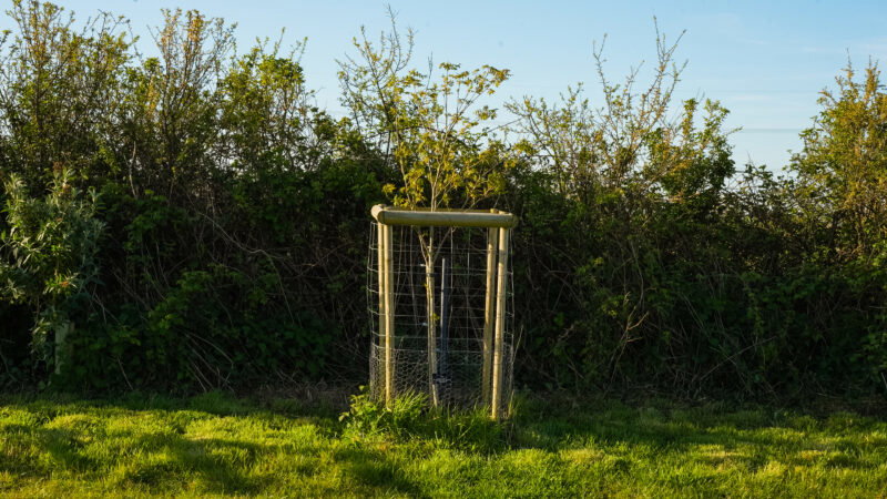 A young tree is protected by a wire and wooden cage, standing on grass—like the long grass found in natural burial grounds—with dense bushes and a blue sky in the background.
