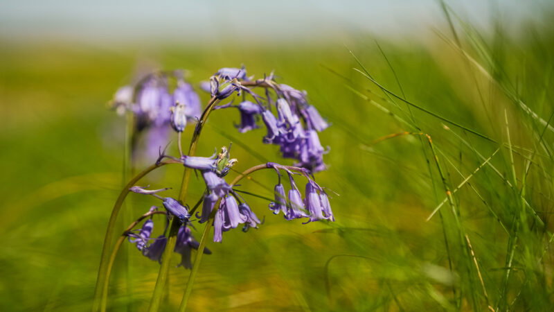 Close-up of several purple bluebells growing among tall green grass, illustrating why natural burial grounds have long grass, with a blurred natural background.