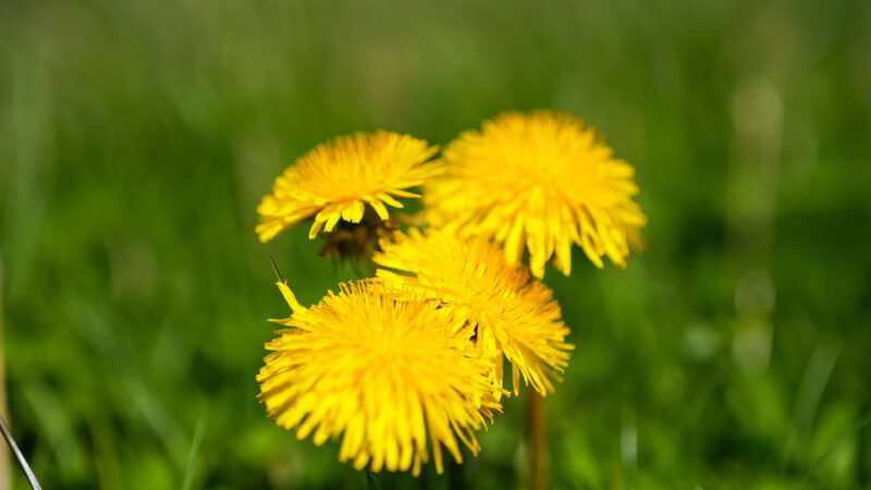 Four bright yellow dandelion flowers in sharp focus, surrounded by green grass with a blurred background—showing why natural burial grounds have long grass to support local flora and biodiversity.
